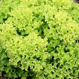 Lettuce Seeds - Lollo Bionda