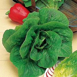 Lettuce Seeds - Winter Density