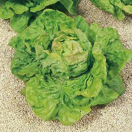 Lettuce May King - Organic Seeds