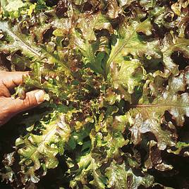 Lettuce Seeds - Red Salad Bowl