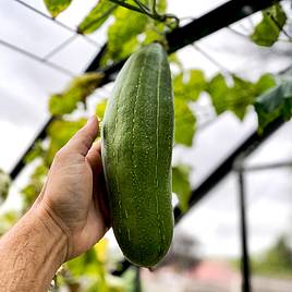 Luffa - Seeds