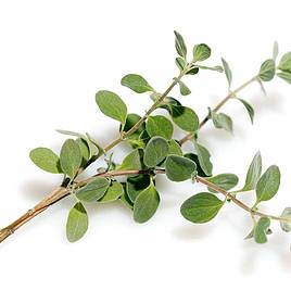 Marjoram Sweet - Seeds for Pollinators