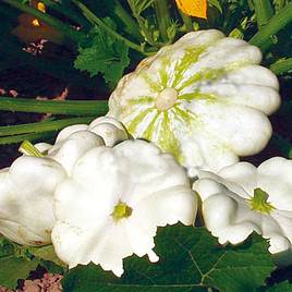 Marrow/Squash Patty Pan Custard White - Organic Seeds