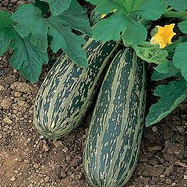 Marrow F1 Tiger Cross - Seeds