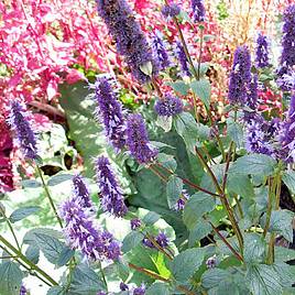 Korean Mint (Agastache rugosa) - Herb Seeds