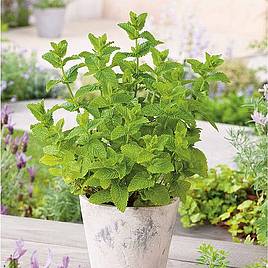 Mint Moroccan