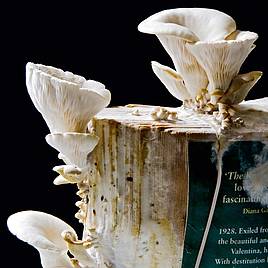 Grey Oyster Mushroom Book Spawn 50g | Suttons