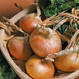 Onion Senshyu Semi-Globe Yellow - Seeds
