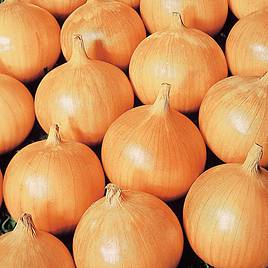 Onion Seeds - Bedfordshire Champion