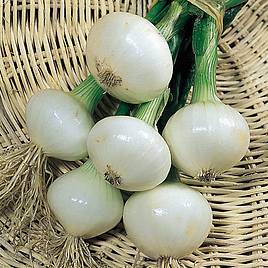Onion Seeds - Paris Silverskin