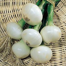 Onion Paris Silverskin - Seeds