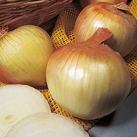 Onion Senshyu (Autumn Planting)