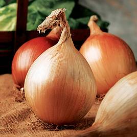 Onion Seeds - Ailsa Craig