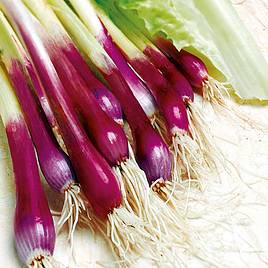 Onion (Salad) Seeds - Apache
