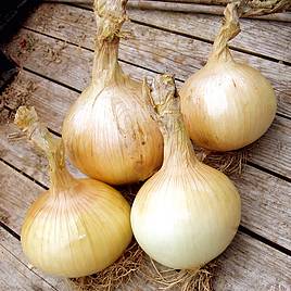 Onion Globo - Seeds