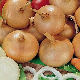Onion Stuttgarter Giant (Spring Planting)