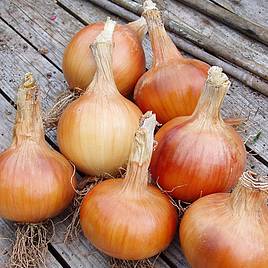 Onion Seeds - F1 Santero