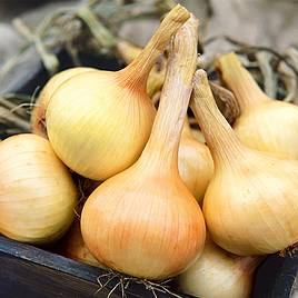 Onion Seeds - Walla Walla