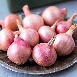 Onion Isobel Rose - Seeds