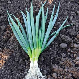 Onion Salad (Organic) Seeds - Ishikura Bunching