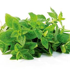 Herb Seed - Oregano