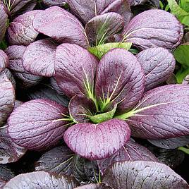 Pak Choi F1 Rubi - Seeds