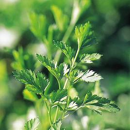 Parsley Plain Leaved 2 - Seeds