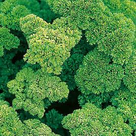 Parsley Envy - Herb Seeds