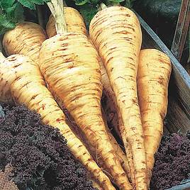 Parsnip Seeds - Tender and True