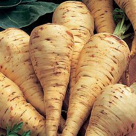 Parsnip Seeds - White Gem