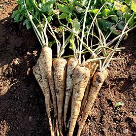 Parsnip Seeds - F1 Panorama