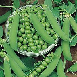 Pea Ambassador (Maincrop)