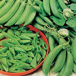 Pea Sugar Snap Seeds - Delikett