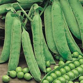 Pea Seeds - Douce Provence