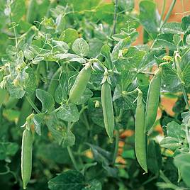 Pea Seeds - Kelvedon Wonder