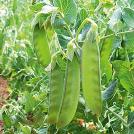 Pea Mangetout Seeds - Sweet Horizon