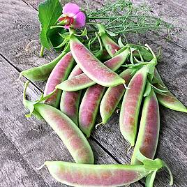 Pea Spring Blush (Sugarsnap)