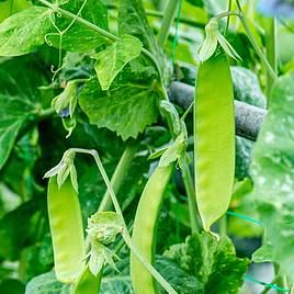 Snow Pea Seeds - Green Beauty