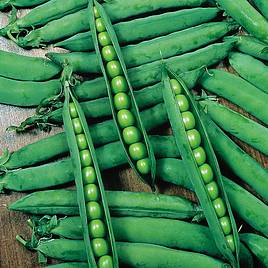 Pea Seeds - Hurst Greenshaft