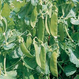 Pea Seeds - Oregon Sugar Pod