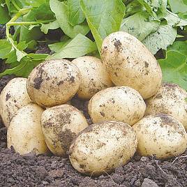 | How to Grow Potatoes in 12 easy steps! A FREE Step-by-step guide for growing and harvesting Potatoes successfully! | 1Garden.com