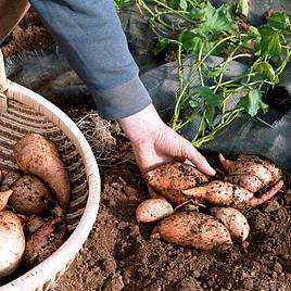 Sweet Potato Beauregard Improved