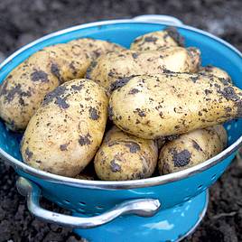 Potato Charlotte (Second Cropping)