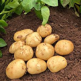 Potato Accoustic