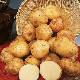 Potato Cara