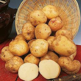 Potato Cara