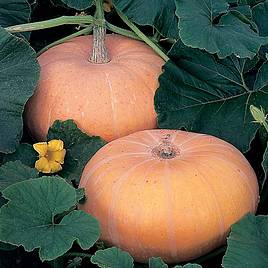 Pumpkin Seeds - Hundredweight