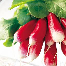 Radish Seeds - French Breakfast 3