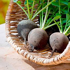 Radish Seeds - Black Spanish Round