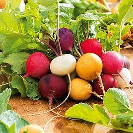 Radish Seeds - Rainbow Mix